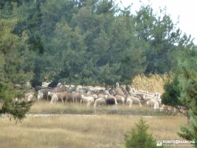 Enebral y Ermita de Hornuez – Villa de Maderuelo;excursiones desde valladolid río bidasoa rutas g